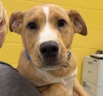 Labrador Retriever Dogs Available for Adoption in Golden, Colorado - Bailey Boy | PetCurious
