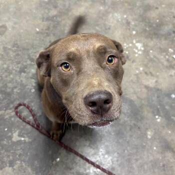 Scrunkle -  Pit Bull Terrier Dog for Adoption in Cleveland, Mississippi - Scrunkle | PetCurious