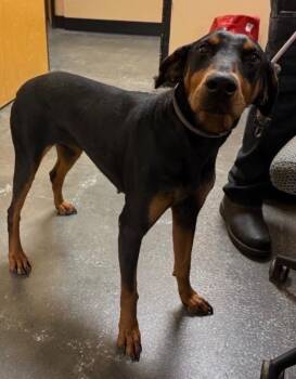 Luna -  Doberman Pinscher Dog for Adoption in Dacula, Georgia - Luna | PetCurious