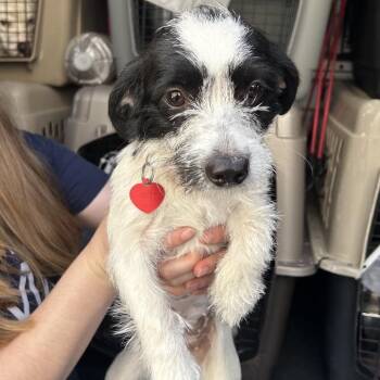 PESTO -  Dachshund and Terrier Dog for Adoption in Richmond, California - PESTO | PetCurious