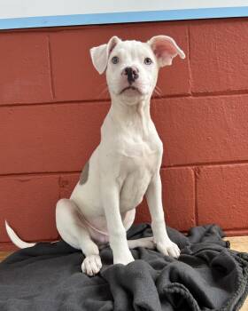 Rescue American Bully and Hound Dogs for Adoption in Pensacola, Florida - Oliver | PetCurious