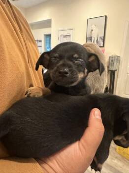 Rescue Yorkshire Terrier and Chihuahua Dogs for Adoption in Agua Dulce, California - Yorkie Mix Puppy | PetCurious