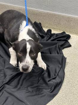 CANDY APPLE -  Australian Kelpie and Mixed Breed Dog for Adoption in Las Vegas, Nevada - CANDY APPLE | PetCurious