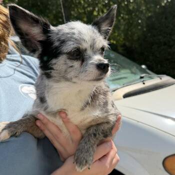 Laddie -  Chihuahua Dog for Adoption in Gloucester, Virginia - Laddie | PetCurious