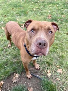 Harley -  Pit Bull Terrier Dog for Adoption in Roseburg, Oregon - Harley | PetCurious