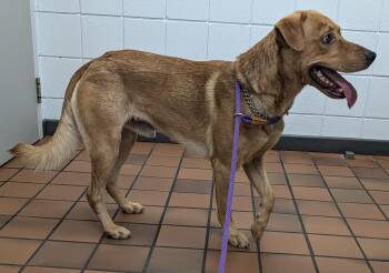 Rescue Yellow Labrador Retriever and Labrador Retriever Dogs for Adoption in Glencoe, Ontario - Dingo | PetCurious