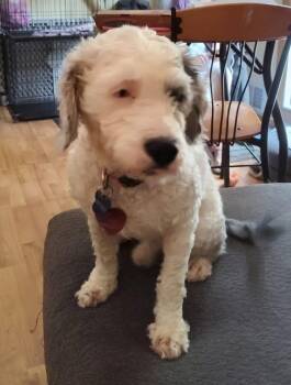 Zayden -  Australian Shepherd and Poodle Dog for Adoption in Grove City, Ohio - Zayden | PetCurious