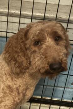 Winston -  Goldendoodle Dog for Adoption in Pottstown, Pennsylvania - Winston | PetCurious