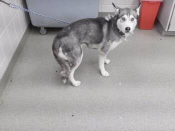 CAPRI -  Siberian Husky and Mixed Breed Dog for Adoption in Omaha, Nebraska - CAPRI | PetCurious