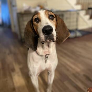 Katie -  Treeing Walker Coonhound and Hound Dog for Adoption in Triana, Alabama - Katie | PetCurious