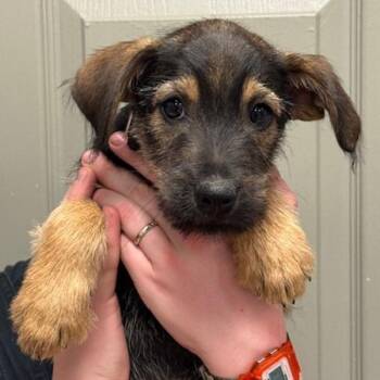 Terrier and Dachshund Dogs Available for Adoption - Sprig | PetCurious