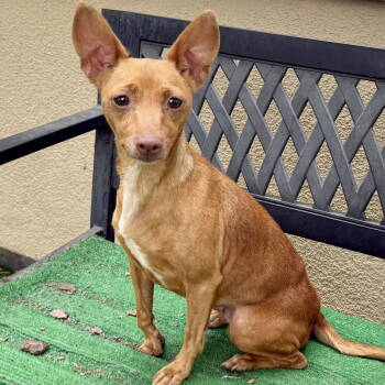 Rescue Chihuahua Dogs for Adoption in Oakland, California - Juniper | PetCurious