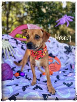 Whiskey -  Chihuahua Dog for Adoption in Sebring, Florida - Whiskey | PetCurious