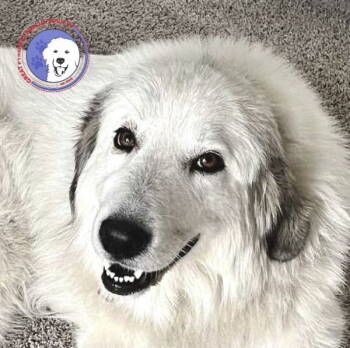 Rescue Great Pyrenees Dogs for Adoption in Spring, Texas - Lucy Lou | PetCurious