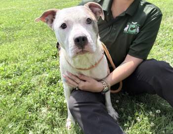 Agatha -  Pit Bull Terrier Dog for Adoption in Columbus, Indiana - Agatha | PetCurious