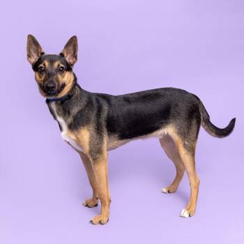 Doc -  Mixed Breed Dog for Adoption in Franklin, Tennessee - Doc | PetCurious