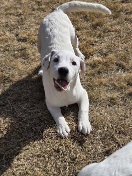 Labrador Retriever Dogs Available for Adoption - Nessa | PetCurious