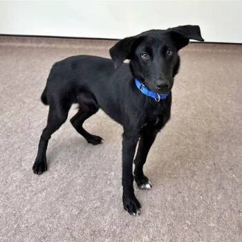 Savannah -  Mixed Breed Dog for Adoption in Brentwood, Missouri - Savannah | PetCurious