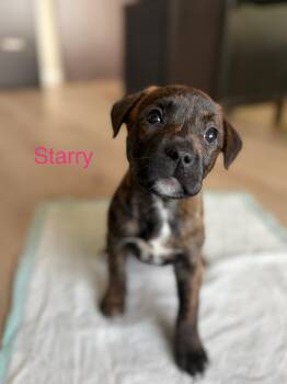 Mixed Breed Dogs Available for Adoption - Starry | PetCurious