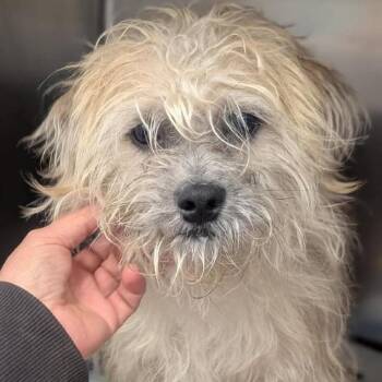 Terrier Dogs Available for Adoption - Q-Tip | PetCurious