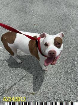 IVY -  Mixed Breed Dog for Adoption in West Palm Beach, Florida - IVY | PetCurious