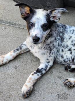Kinoko -  Australian Cattle Dog Blue Heeler Dog for Adoption in Fort Lupton, Colorado - Kinoko | PetCurious
