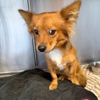 Franky -  Chihuahua Dog for Adoption in Yuma, Arizona - Franky | PetCurious