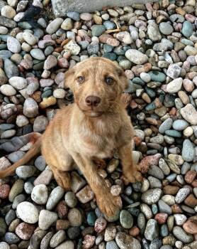Heavy -  Labrador Retriever Dog for Adoption in Colorado Springs, Colorado - Heavy | PetCurious