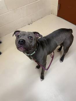 Pit Bull Terrier and Mixed Breed Dogs Available for Adoption in Aliquippa, Pennsylvania - MEEKA | PetCurious
