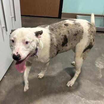 Pit Bull Terrier Dogs Available for Adoption in Cabot, Arkansas - (Found) Dottie | PetCurious
