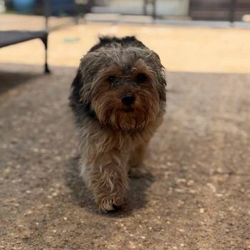 Tucker -  Yorkshire Terrier Dog for Adoption in Fort Smith, Arkansas - Tucker | PetCurious