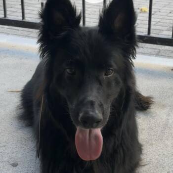Onyx -  German Shepherd Dog Dog for Adoption in Dallas, Texas - Onyx | PetCurious