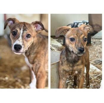 Archer and Arlo - Bonded Brothers -  French Bulldog Dog for Adoption in Andover, Massachusetts - Archer And Arlo - Bonded Brothers | PetCurious