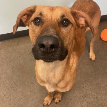 Rescue Mixed Breed Dogs for Adoption in Mishawaka, Indiana - Nuka | PetCurious