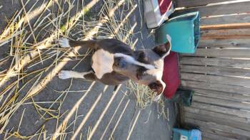 Rescue Pit Bull Terrier Dogs for Adoption in Clinton, Washington - Luna | PetCurious