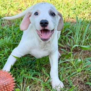 Combs -  Hound Dog for Adoption in Manchester, Tennessee - Combs | PetCurious
