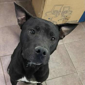 Rescue Black Labrador Retriever and Mixed Breed Dogs for Adoption in Austin, Texas - Buffalo | PetCurious
