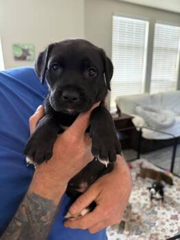 Labrador Retriever Dogs Available for Adoption in Penryn, California - Skipper | PetCurious