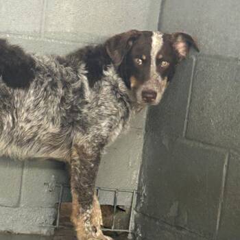 Goose -  Australian Cattle Dog Blue Heeler and Mixed Breed Dog for Adoption in West Point, Mississippi - Goose | PetCurious