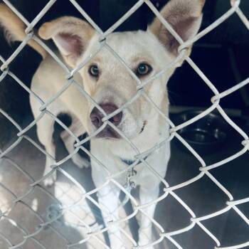 Little Boy -  Yellow Labrador Retriever and Shepherd Dog for Adoption in Austin, Texas - Little Boy | PetCurious