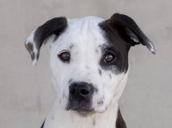 Mixed Breed Dogs Available for Adoption - Popsy | PetCurious