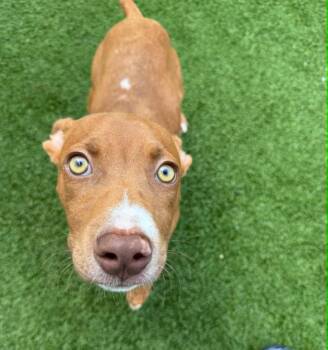 Clifford -  Pit Bull Terrier Dog for Adoption - Clifford | PetCurious