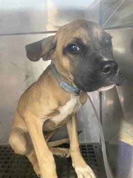 PENNY -  Mixed Breed Dog for Adoption in Dallas, Texas - PENNY | PetCurious