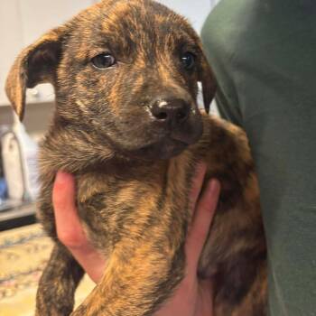 Rescue Mixed Breed Dogs for Adoption in Huntington, West Virginia - Mac | PetCurious