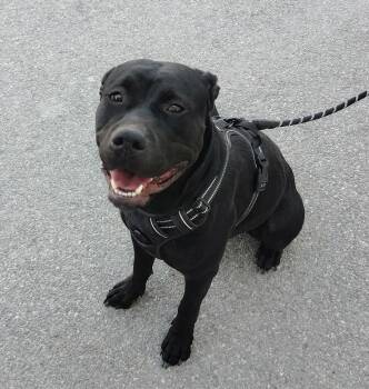 Rea -  American Staffordshire Terrier Dog for Adoption in Logan, Utah - Rea | PetCurious