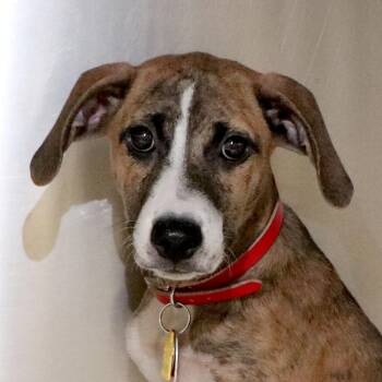 R163901 Precious -  Beagle and Mixed Breed Dog for Adoption in Port Washington, New York - R163901 Precious | PetCurious