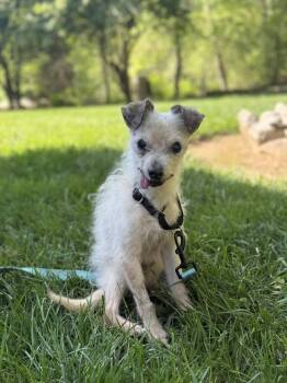 Pizza Roll -  Mixed Breed Dog for Adoption in Wayne, New Jersey - Pizza Roll | PetCurious