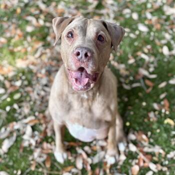 Rescue Mixed Breed Dogs for Adoption in Milton, Florida - Maggie Pie | PetCurious