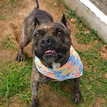 Nelly -  Pit Bull Terrier Dog for Adoption in Beaumont, Texas - Nelly | PetCurious