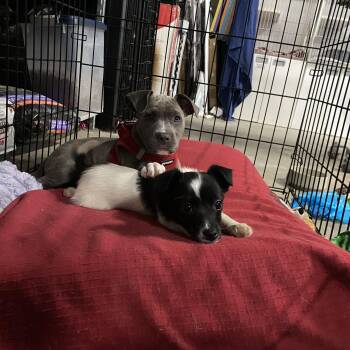 Jack Russell Terrier Dogs Available for Adoption - Bacon - Breakfast Litter | PetCurious